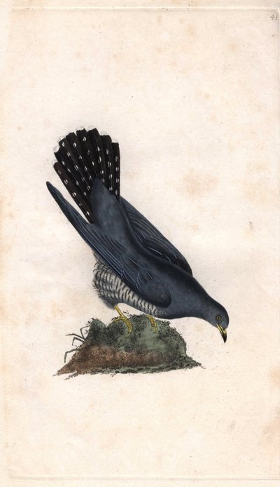 Grey Hello, Cuculus canorus by Edward Donovan