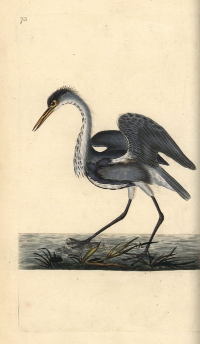 Grey heron, Ardea cinerea. Handcoloured copperplate drawn and engraved by Edward Donovan from his own Natural History of British Birds, London by Edward Donovan