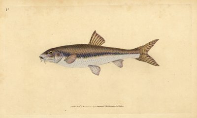 Gudgeon, Handcoloured Copperplate by Edward Donovan from 