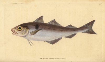 Haddock, Melanogrammus aeglefinus (Gadus aeglefinus). Vulnerable. Handcoloured copperplate drawn and engraved by Edward Donovan from his Natural History of British Fishes, Donovan and F.C. and J. Rivington, London by Edward Donovan