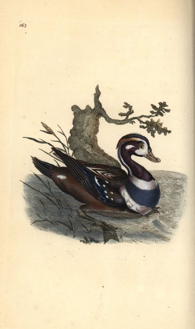 Harlequin duck, Histrionicus histrionicus by Edward Donovan