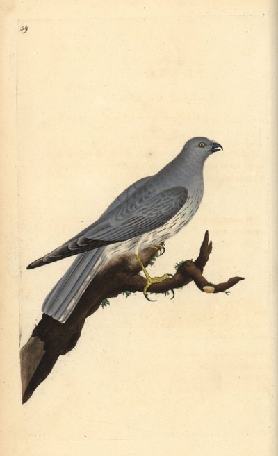 Hen Harrier, Circus Cyaneus. Handcoloured Copperplate Drawn and Engraved by Edward Donovan from His Own 