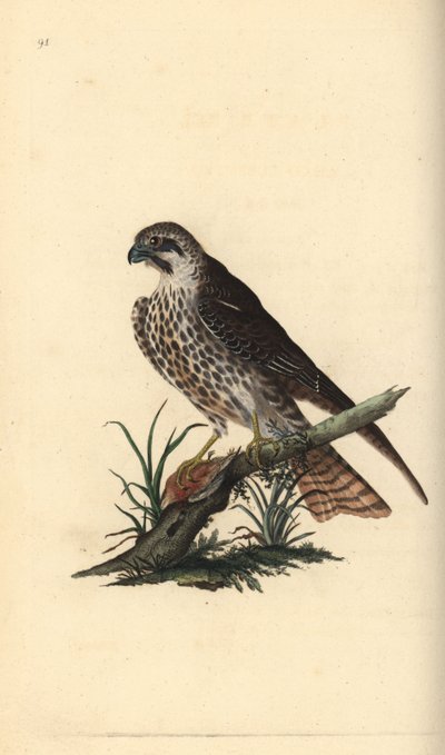 Hobby with one foot on a dead bird. Handcoloured copperplate by Edward Donovan from 