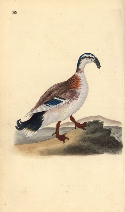 Hook-billed Mallard, Anas Platyrhynchos. Handcoloured Copperplate Drawn and Engraved by Edward Donovan from His Own 