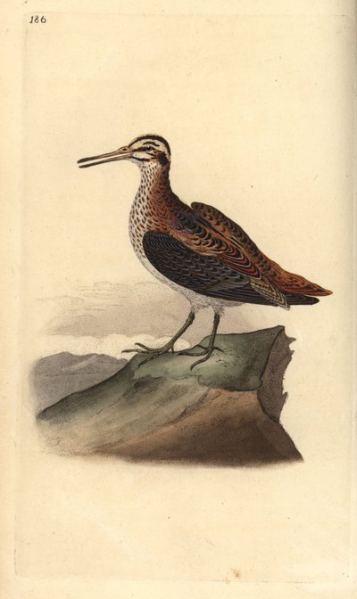 Jack snipe, Lymnocrypts minimus by Edward Donovan