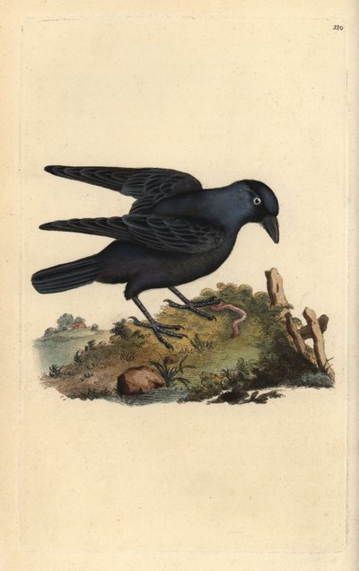 Jackdaw, Corvus monedula, with worm by Edward Donovan