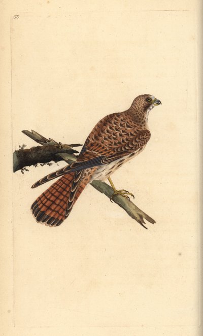 Kestrel, Falco tinnunculus, Female by Edward Donovan