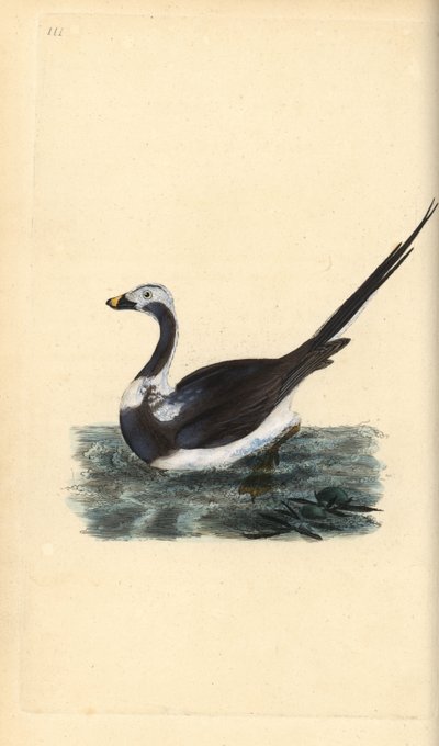 Long-tailed duck, Clangula hyemalis. Vulnerable by Edward Donovan