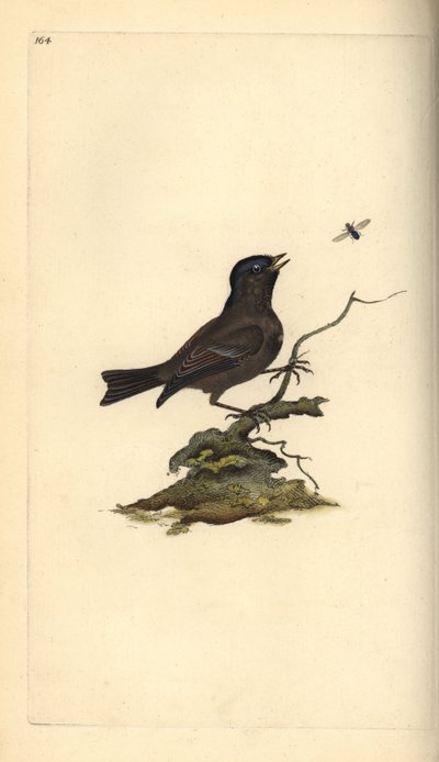 Marsh Tit, Poecile palustris. Handcoloured copperplate from Natural History of British Birds, London by Edward Donovan
