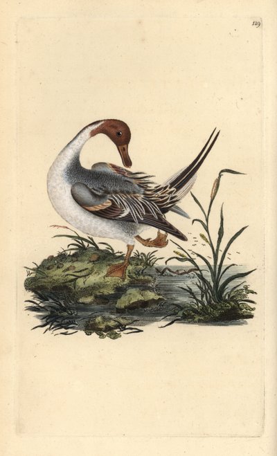 Northern pintail duck, Anas acuta by Edward Donovan
