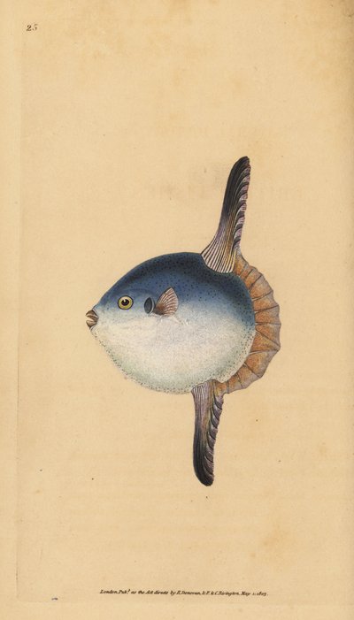 Ocean Sunfish, Mola mola. Vulnerable. Handcoloured copperplate from Natural History of British Fishes, London by Edward Donovan