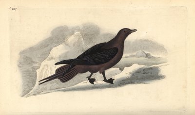 Parasitic Jaeger, Stercorarius parasiticus. Handcoloured copperplate drawn and engraved by Edward Donovan from his own Natural History of British Birds, London by Edward Donovan