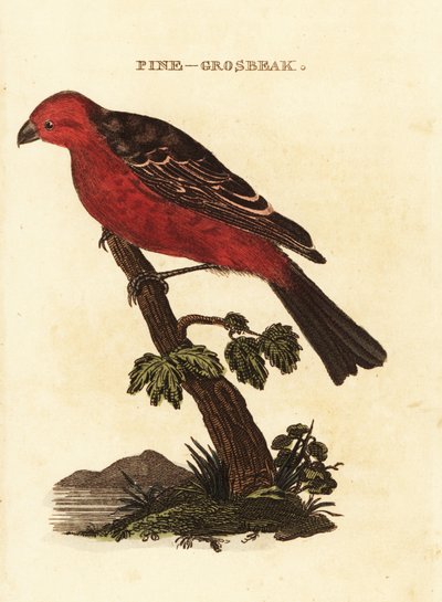 Pine Grosbeak by Edward Donovan