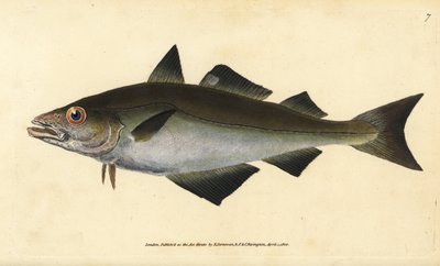 Pollack. Handcoloured copperplate by Edward Donovan from 