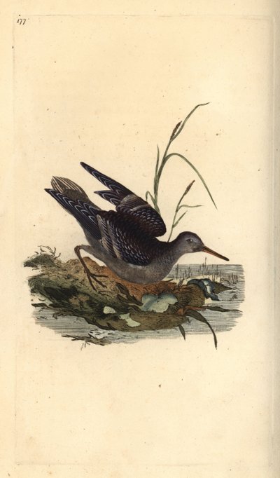 Purple Sandpiper, Calidris maritima. Handcoloured copperplate from Natural History of British Birds, London by Edward Donovan