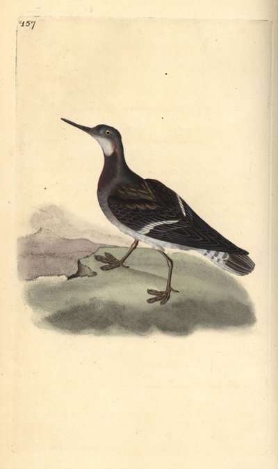 Red-necked Phalarope, Phalaropus lobatus by Edward Donovan