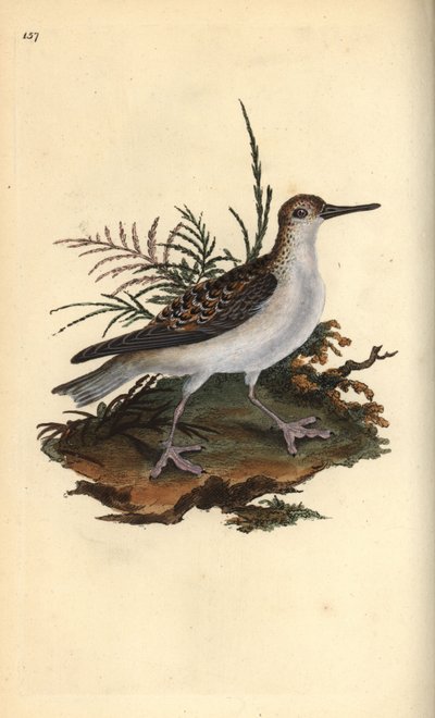 Red Phalarope by Edward Donovan