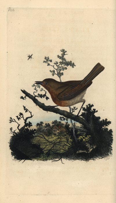 Robin redbreast, Erithacus rubecula by Edward Donovan