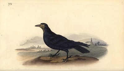 Rook, Corvus frugilegus by Edward Donovan