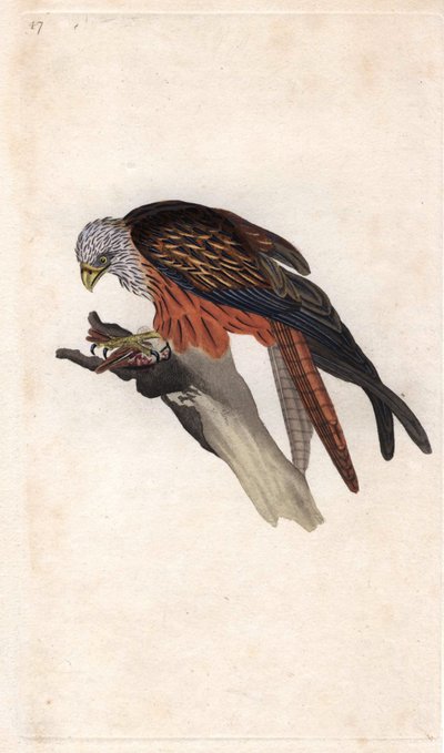 Royal Milan. Milvus milvus by Edward Donovan
