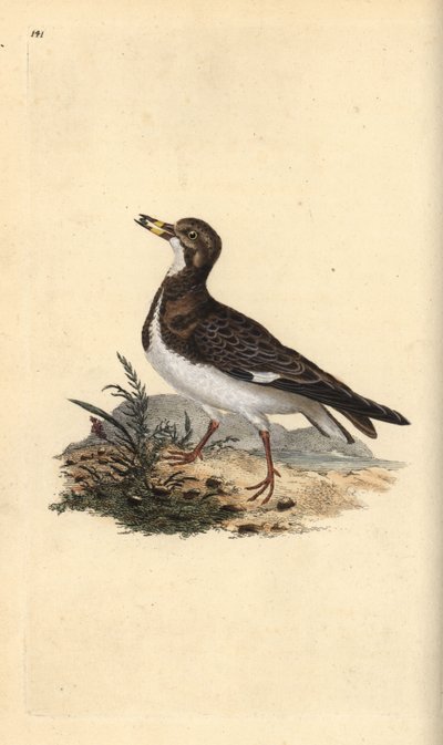 Ruddy turnstone, Arenaria interpres by Edward Donovan