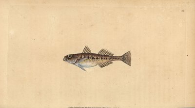 Sand Goby, Pomatoschistus minutus (Spotted Goby, Gobius minutus). Handcoloured Copperplate Drawn and Engraved by Edward Donovan from His Natural History of British Fishes, Donovan and F.C. and J. Rivington, London by Edward Donovan