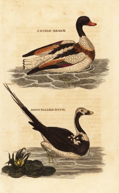 Shelduck and Long-tailed Duck by Edward Donovan