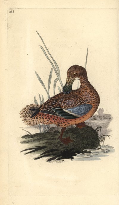 Shoveler Duck (Female), Anas clypeata by Edward Donovan
