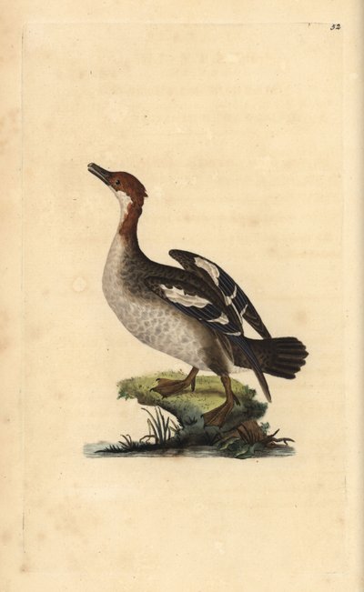 Smew, Mergellus albellus, female (Illustration from “Natural History of British Birds” by Edward Donovan) by Edward Donovan