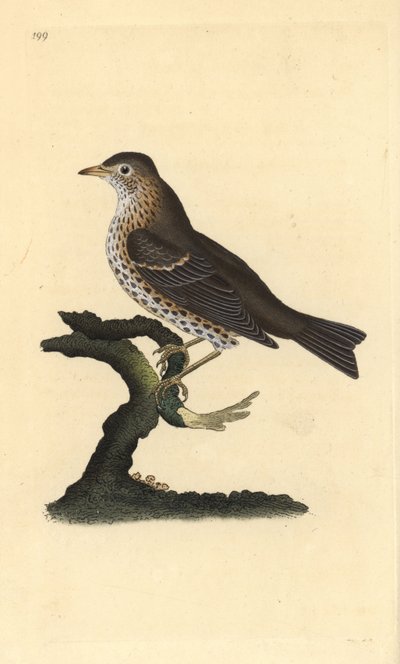 Song Thrush, Turdus philomelos. Handcoloured copperplate from Natural History of British Birds, London by Edward Donovan