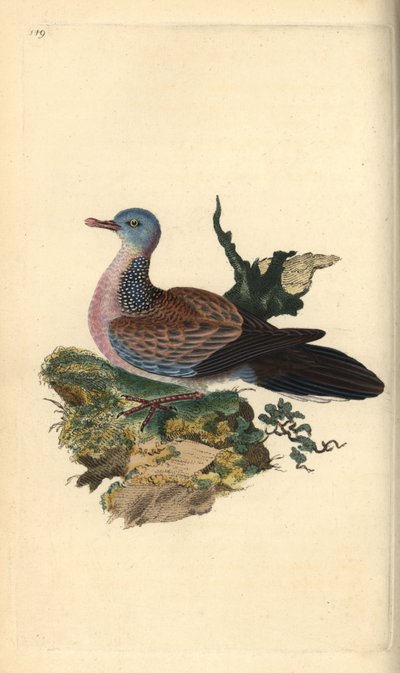 Spotted dove or pancou, Spilopelia chinensis. Handcoloured copperplate from Natural History of British Birds, London by Edward Donovan