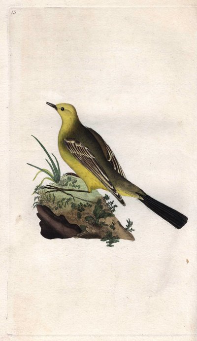 Yellow Wagtail, Motacilla flava. Copper engraving by Edward Donovan, published in Natural History of British Birds, London by Edward Donovan