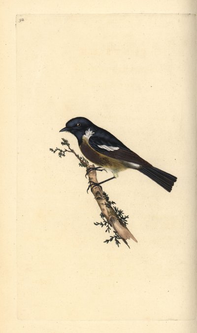 Stonechat, Saxicola rubicola. Handcoloured copperplate from Natural History of British Birds, London by Edward Donovan