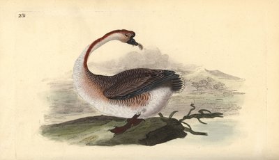Swan Goose by Edward Donovan