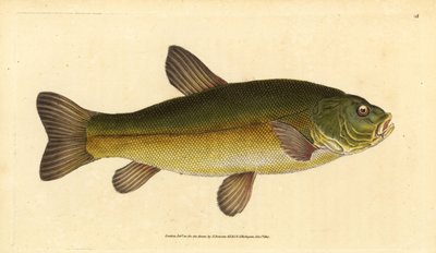 Tench, Tinca tinca. Handcoloured copperplate from Natural History of British Fishes, London by Edward Donovan