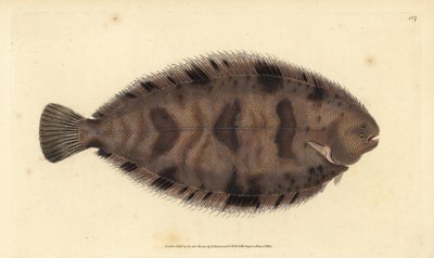 Thickback Sole, Variegated Sole by Edward Donovan