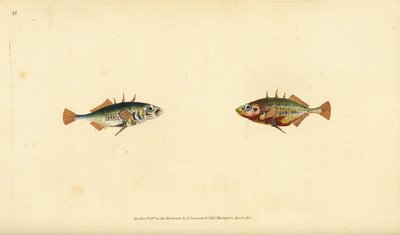 Three-Spined Stickleback, Gasterosteus aculeatus. Handcoloured Copperplate Drawn and Engraved by Edward Donovan from His Natural History of British Fishes, Donovan and F.C. and J. Rivington, London by Edward Donovan