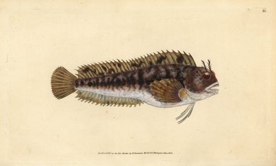Tompot Blenny, Handcoloured Copperplate by Edward Donovan from 
