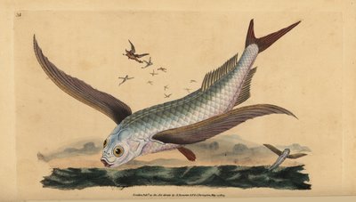 Tropical two-wing flyingfish or common flying fish. Handcoloured copperplate from Natural History of British Fishes, Donovan and F.C. and J. Rivington, London by Edward Donovan