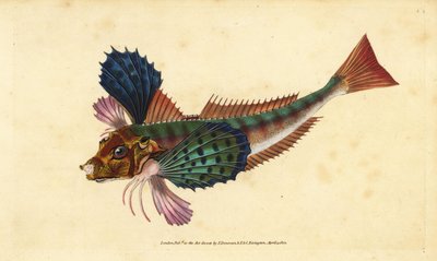 Tub Gurnard, Chelidonichthys lucerna. Handcoloured copperplate from Natural History of British Fishes, London by Edward Donovan