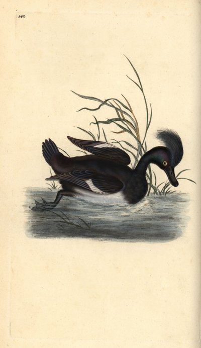 Tufted Duck, Aythya fuligula by Edward Donovan