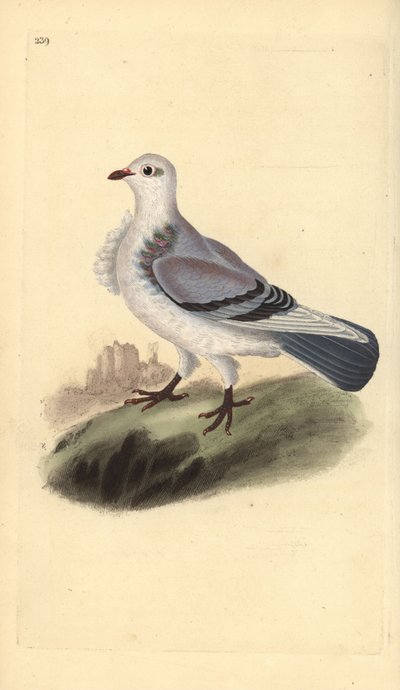 Turbit Pigeon by Edward Donovan