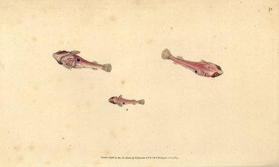 Two-spotted Clingfish, Diplecogaster bimaculata bimaculata by Edward Donovan