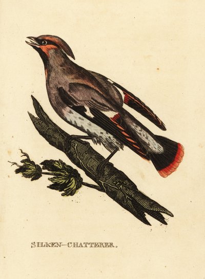 Bohemian Waxwing by Edward Donovan