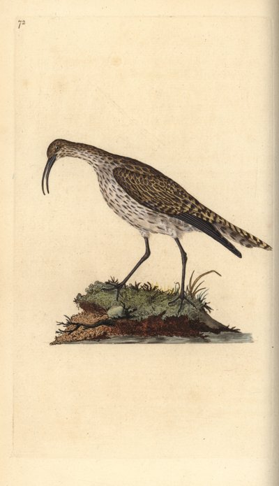 Whimbrel, Numenius phaeopus. Handcoloured copperplate from Natural History of British Birds, London by Edward Donovan