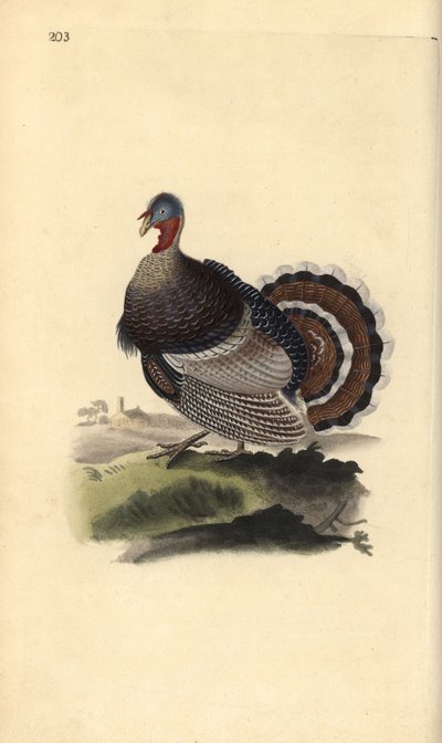 Wild Turkey, Meleagris gallopavo by Edward Donovan