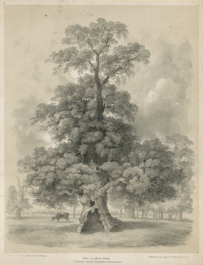 Elm in Hyde Park, London by Edward Hassell