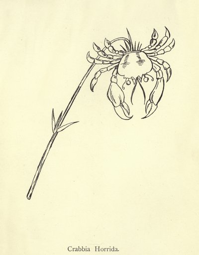 Crabbia Horrida by Edward Lear