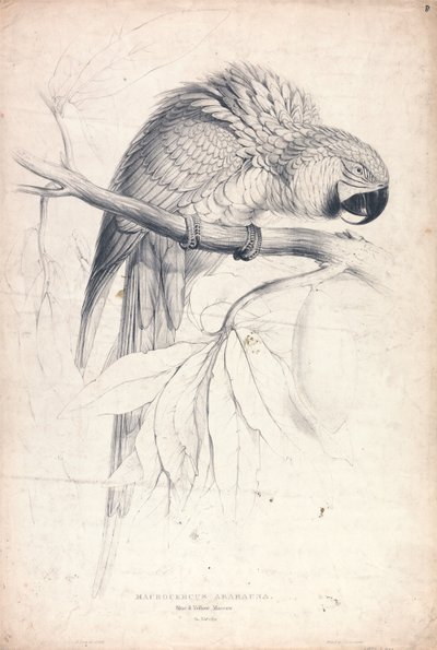 Blue and Yellow Macaw (Plate 8) by Edward Lear