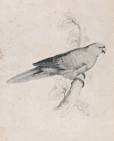 Pacific Parrakeet (Plate 26) by Edward Lear
